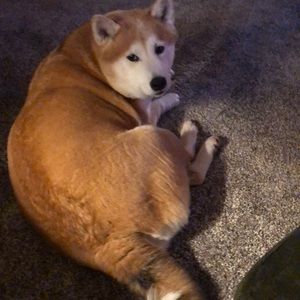 Meet your Posher, Lorry